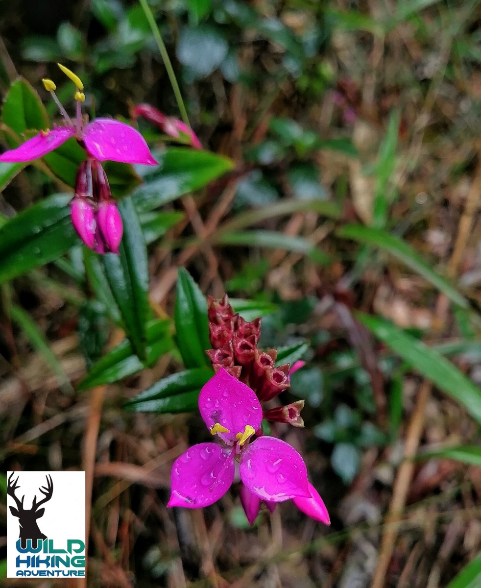 Sonerila rhombifolia Thwaites